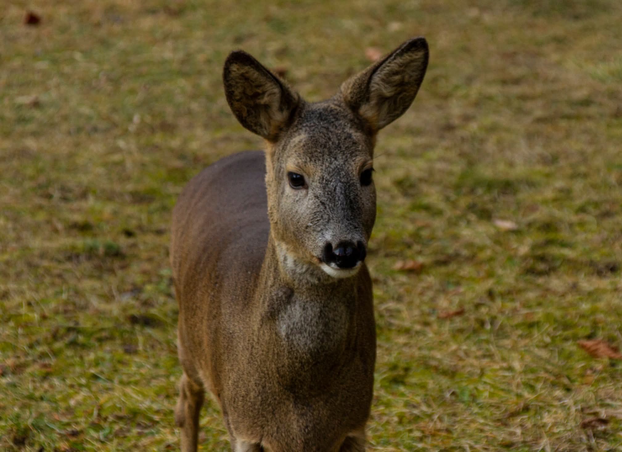Barka, a mentett őzike
