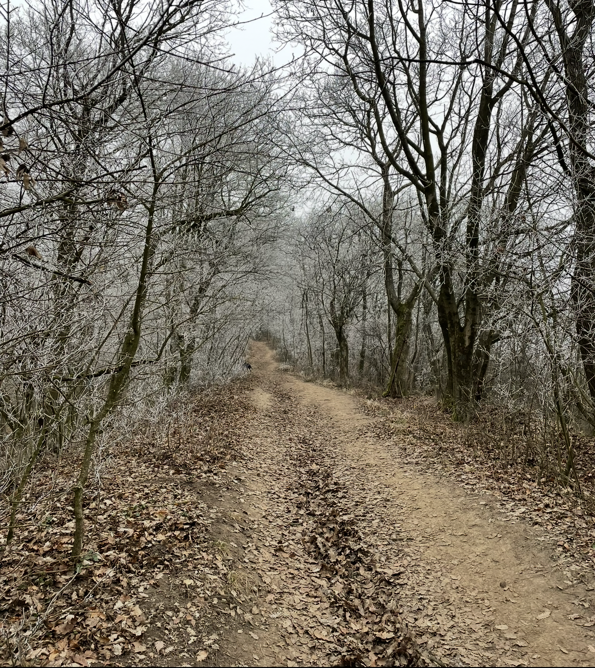 Erdei séták az utca végén